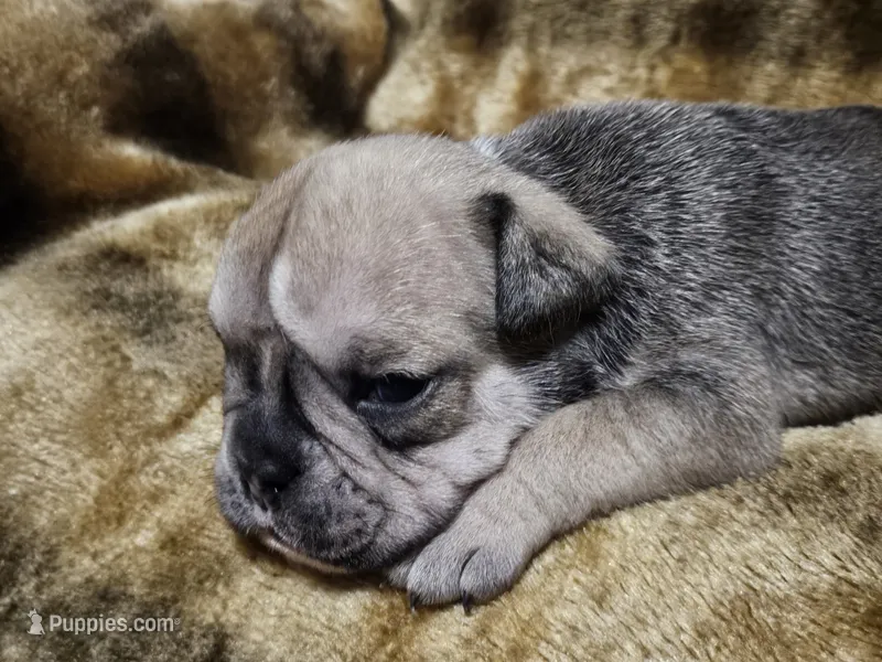 Brutus – English Bulldog puppy for sale in Hope Mills, NC