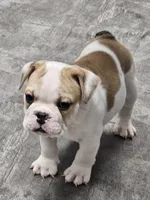 Kodak, a male English Bulldog for sale in Hope Mills, NC – 2 of 4