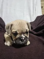 Brodie, a male English Bulldog for sale in Hope Mills, NC – 8 of 10