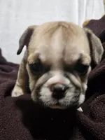 June , a female English Bulldog for sale in Hope Mills, NC – 10 of 10