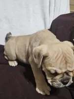 Hotch, a male English Bulldog for sale in Hope Mills, NC – 2 of 4