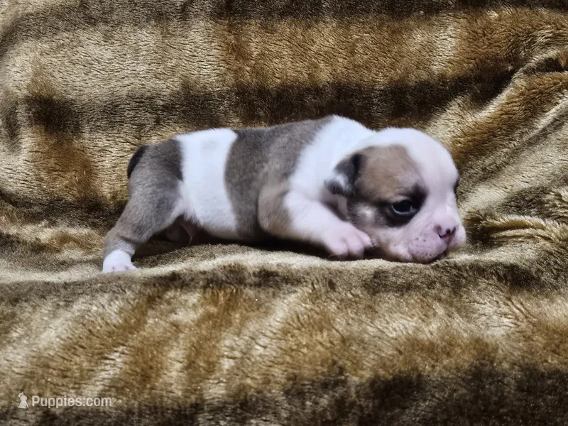 Kodak – English Bulldog puppy for sale in Hope Mills, NC