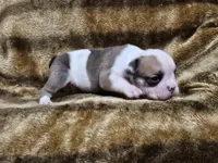Kodak, a male English Bulldog for sale in Hope Mills, NC – 1 of 7