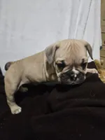 Brodie, a male English Bulldog for sale in Hope Mills, NC – 6 of 10