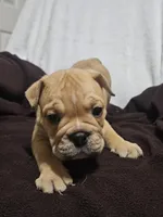 Brohms , a male English Bulldog for sale in Hope Mills, NC – 9 of 10