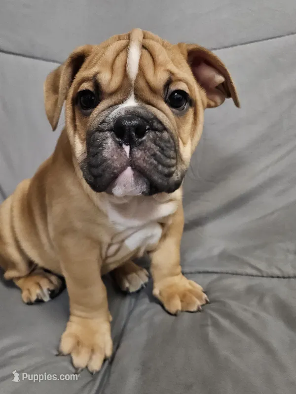 Louie – English Bulldog puppy for sale in Hope Mills, NC