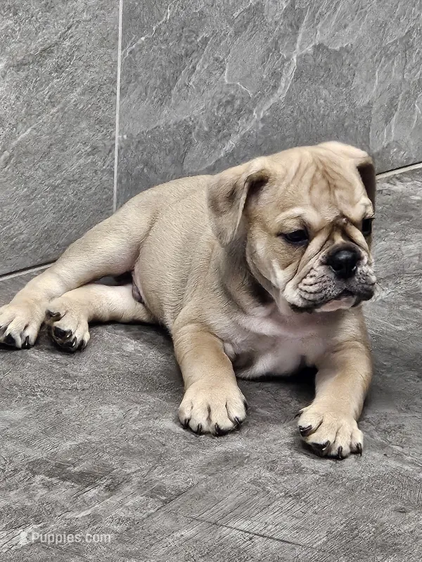 Hotch – English Bulldog puppy for sale in Hope Mills, NC