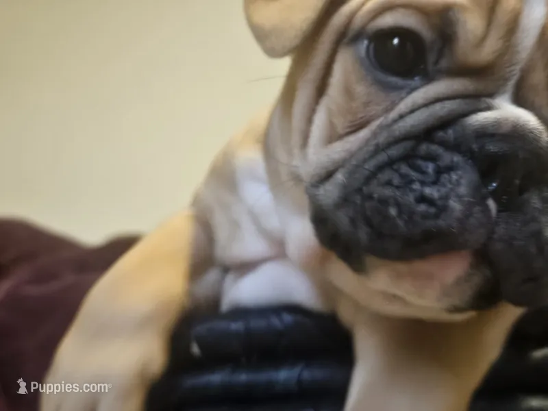 Louie – English Bulldog puppy for sale in Hope Mills, NC