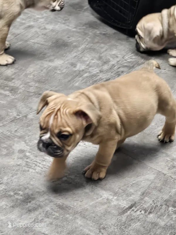 Louie – English Bulldog puppy for sale in Hope Mills, NC