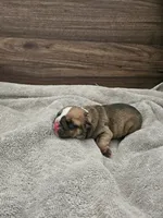 Louie, a male English Bulldog for sale in Hope Mills, NC – 3 of 5