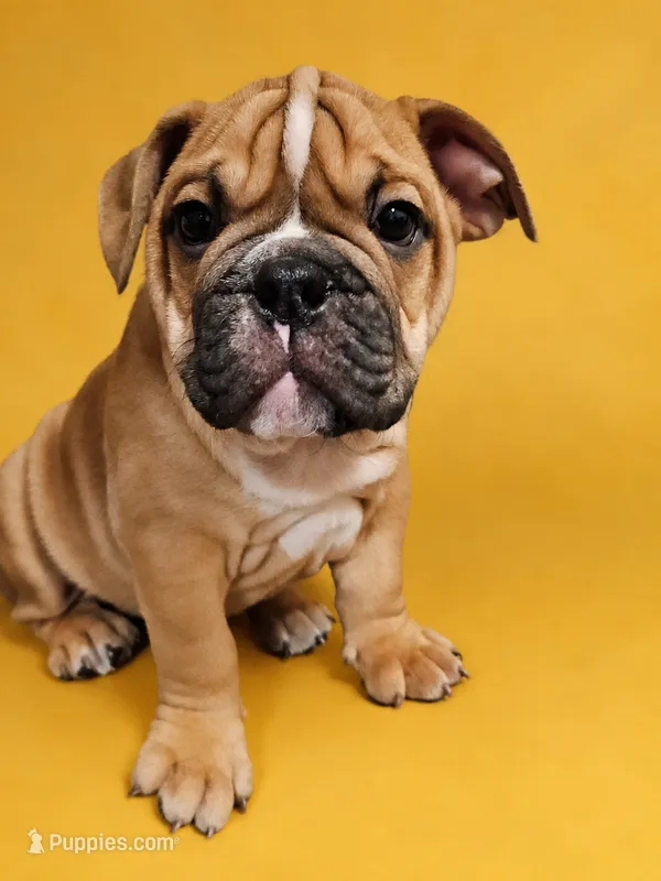 Louie – English Bulldog puppy for sale in Hope Mills, NC