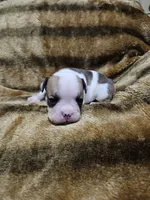 Kodak, a male English Bulldog for sale in Hope Mills, NC – 5 of 7