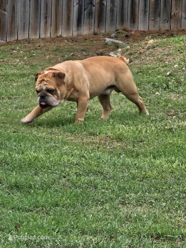 Brohms – English Bulldog puppy for sale in Hope Mills, NC
