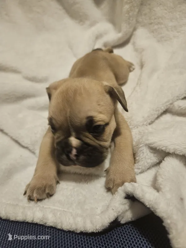 Ghost – English Bulldog puppy for sale in Hope Mills, NC