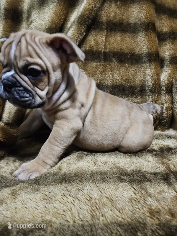 Louie – English Bulldog puppy for sale in Hope Mills, NC