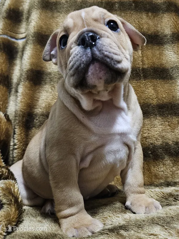 Brohms  – English Bulldog puppy for sale in Hope Mills, NC