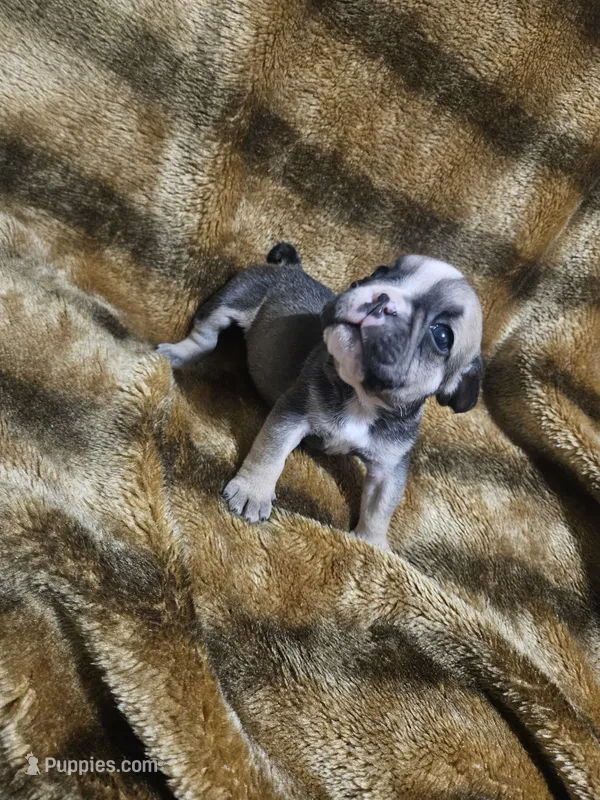 June  – English Bulldog puppy for sale in Hope Mills, NC