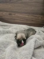 Ghost, a male English Bulldog for sale in Hope Mills, NC – 5 of 6