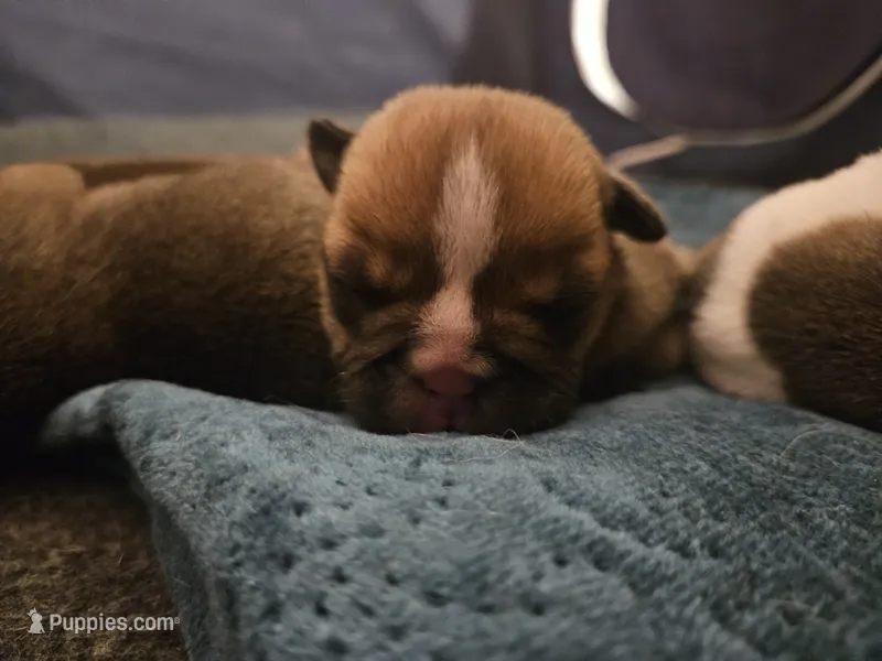 Louie – English Bulldog puppy for sale in Hope Mills, NC