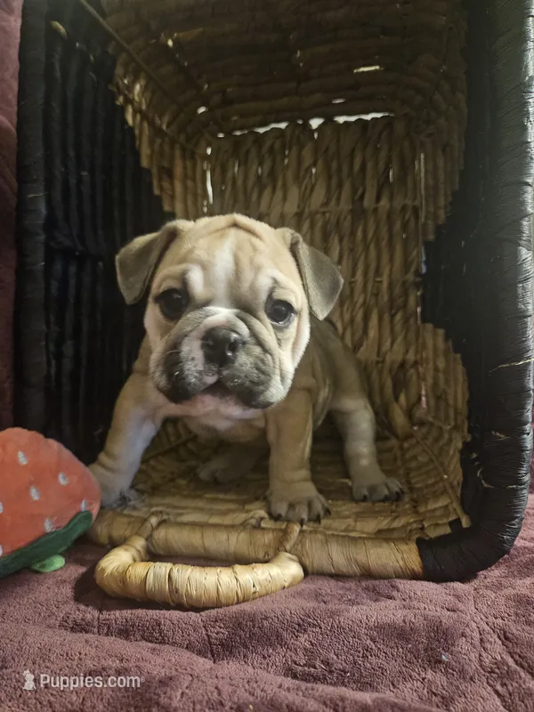 June  – English Bulldog puppy for sale in Hope Mills, NC