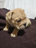 Brohms , a male English Bulldog for sale in Hope Mills, NC – 5 of 10