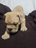 Brohms , a male English Bulldog for sale in Hope Mills, NC – 10 of 10