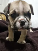 June , a female English Bulldog for sale in Hope Mills, NC – 3 of 10