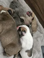 Jacob, a male English Bulldog for sale in Hope Mills, NC – 5 of 5