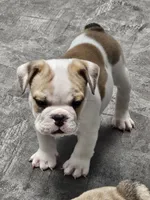 Kodak, a male English Bulldog for sale in Hope Mills, NC – 4 of 4