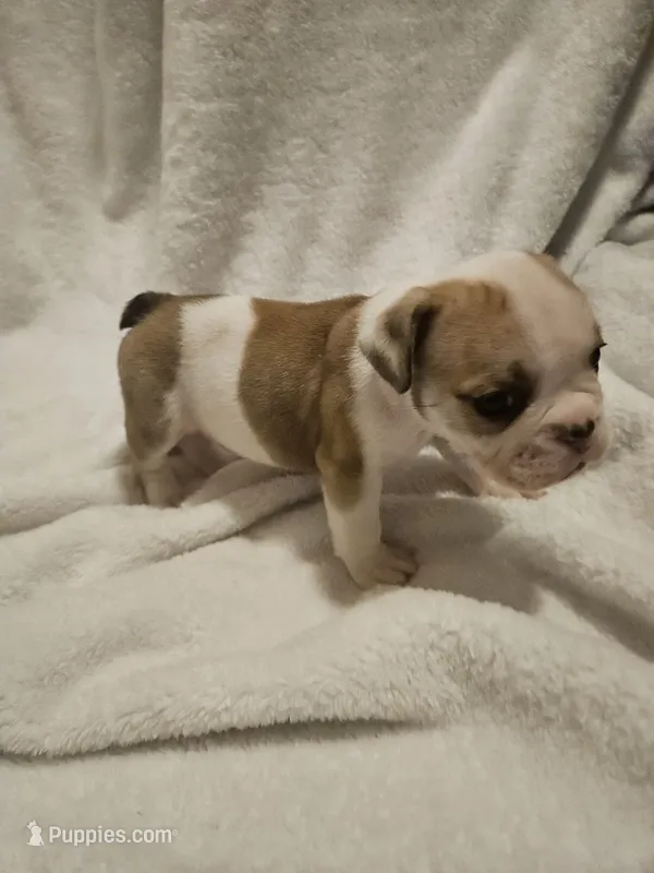 Kodak – English Bulldog puppy for sale in Hope Mills, NC