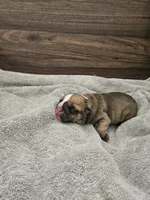 Louie, a male English Bulldog for sale in Hope Mills, NC – 4 of 5
