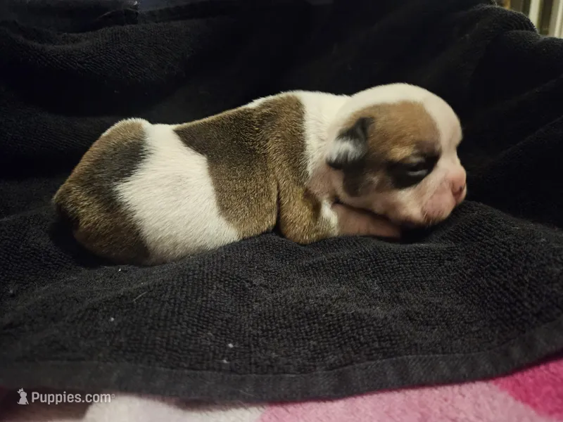 Bosco – English Bulldog puppy for sale in Hope Mills, NC