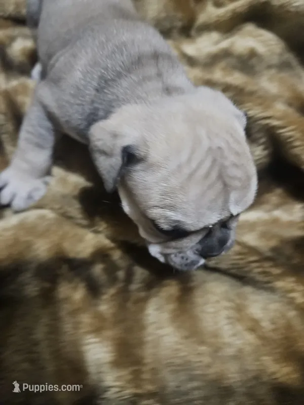 Brutus – English Bulldog puppy for sale in Hope Mills, NC