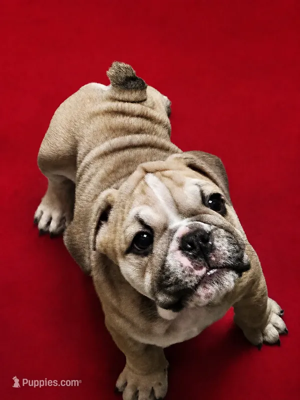 June  – English Bulldog puppy for sale in Hope Mills, NC