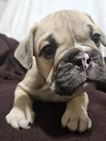 Brodie, a male English Bulldog for sale in Hope Mills, NC – 4 of 10