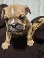Louie, a male English Bulldog for sale in Hope Mills, NC – 7 of 7