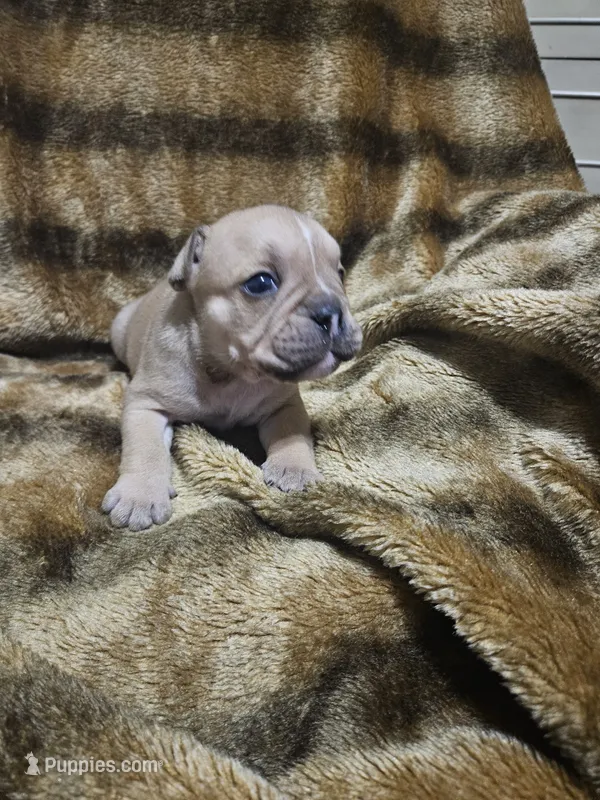 Brohms  – English Bulldog puppy for sale in Hope Mills, NC