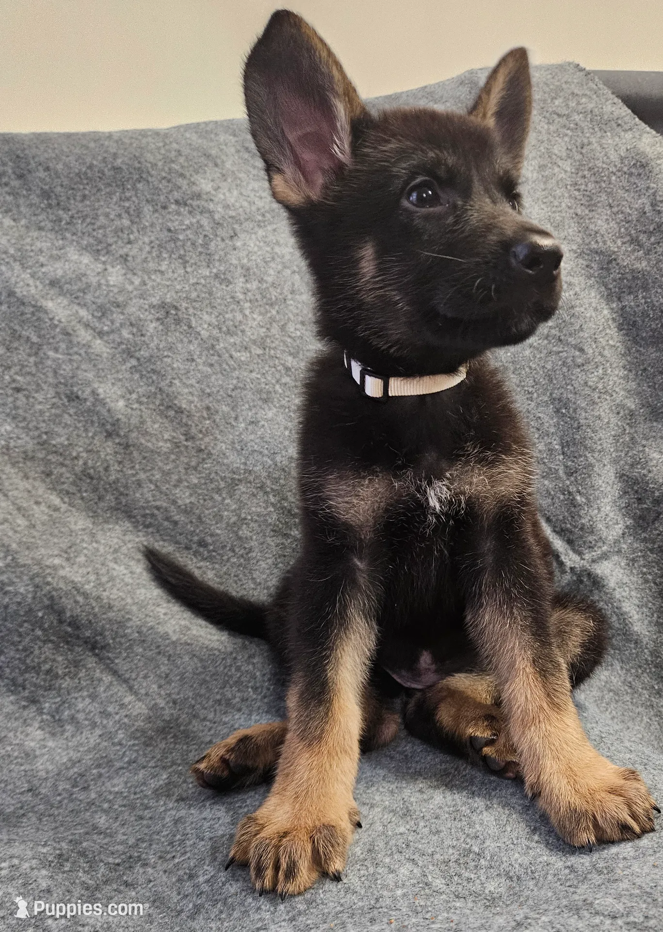 Willow, a female German Shepherd Dog for sale in Hope Mills, NC – Photo 2 of 5