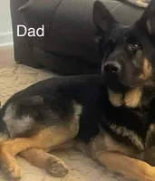 Willow, a female German Shepherd Dog for sale in Hope Mills, NC – Photo 4 of 5