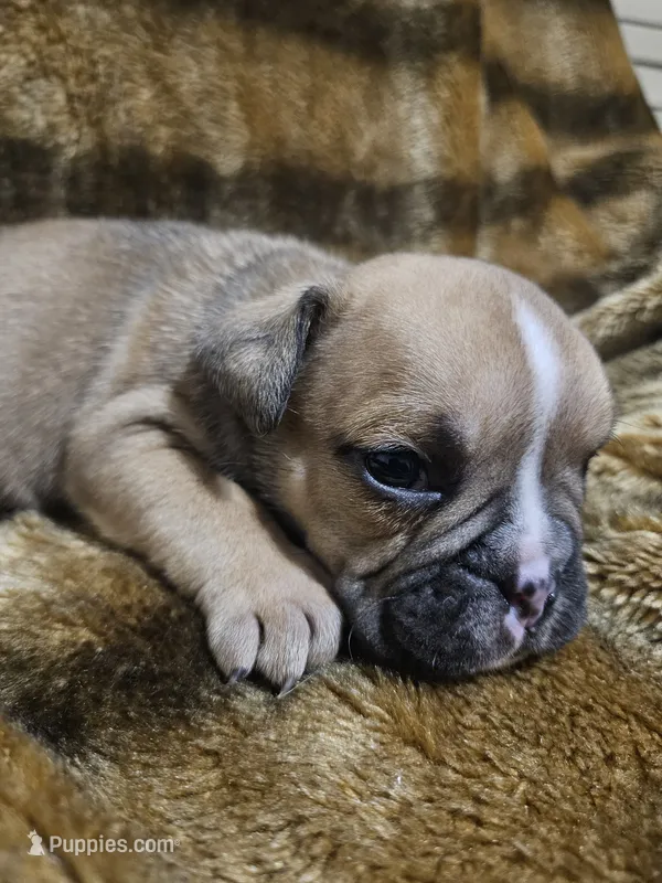 Louie – English Bulldog puppy for sale in Hope Mills, NC