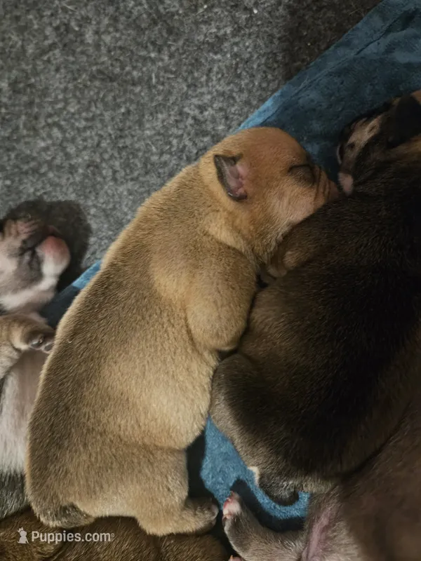 Brohms  – English Bulldog puppy for sale in Hope Mills, NC