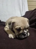 Brodie, a male English Bulldog for sale in Hope Mills, NC – 10 of 10
