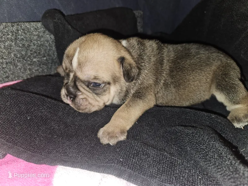 Brutus – English Bulldog puppy for sale in Hope Mills, NC
