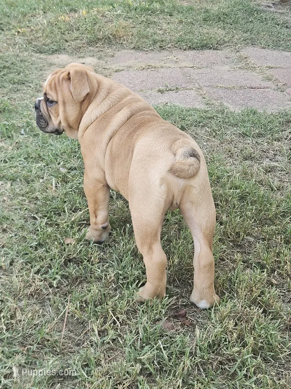 Louie – English Bulldog puppy for sale in Hope Mills, NC