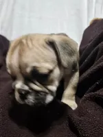 June , a female English Bulldog for sale in Hope Mills, NC – 8 of 10