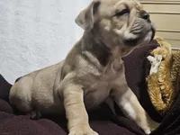 Hotch, a male English Bulldog for sale in Hope Mills, NC – 4 of 4