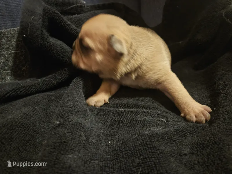 Brohms  – English Bulldog puppy for sale in Hope Mills, NC