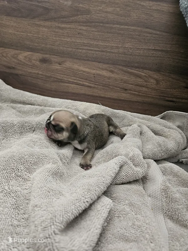 Dex – English Bulldog puppy for sale in Hope Mills, NC