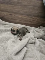 Dex, a male English Bulldog for sale in Hope Mills, NC – 1 of 3