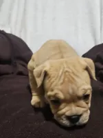 Brohms , a male English Bulldog for sale in Hope Mills, NC – 8 of 10